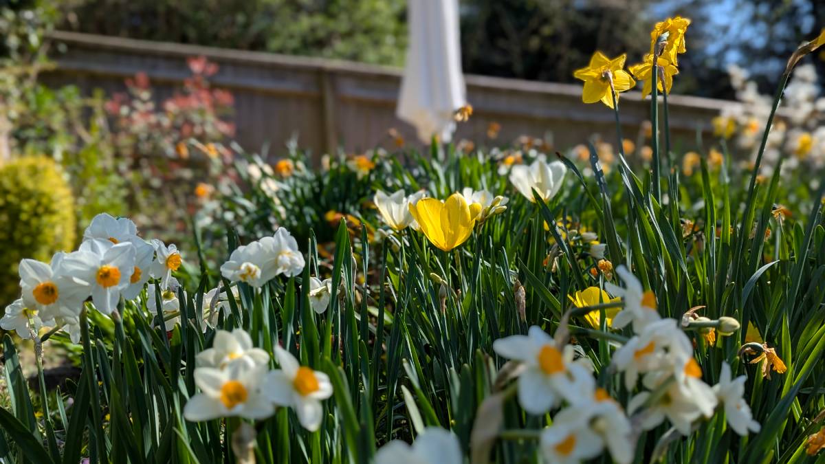 Berkhamsted, , Spring flowers 2...