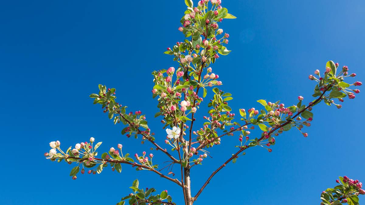 Dorchester, Dorset, Spring Exuberance...