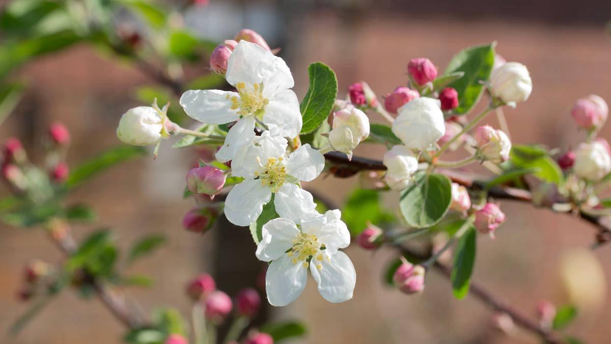 Dorchester, Dorset, Apple Blossom...