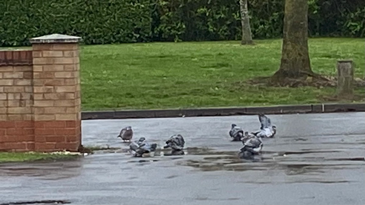 Moulton Chapel, Lincolnshire, Puddle bathing wood pigeons. An unexpected sight!...