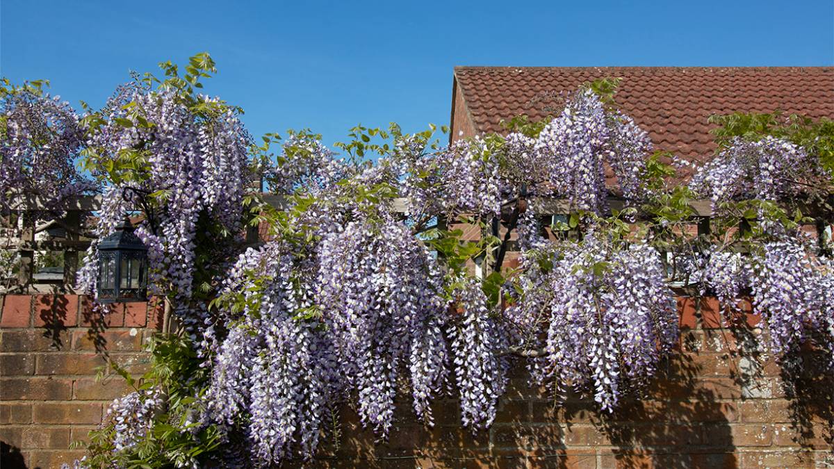 Dorchester, Dorset, Wisteria good this year....