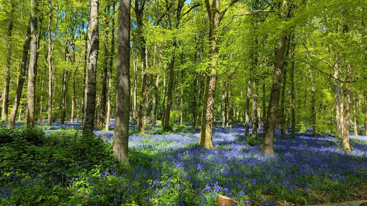 Berkhamsted, Herts, Bluebells and blue sky in Dockey Wood near Ashridge...