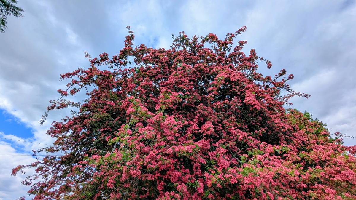 Berkhamsted, , Red hawthorn in full bloom...