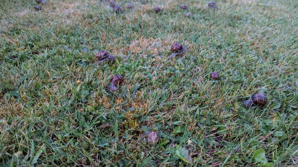Berkhamsted, Herts, Snail Phenomena...
