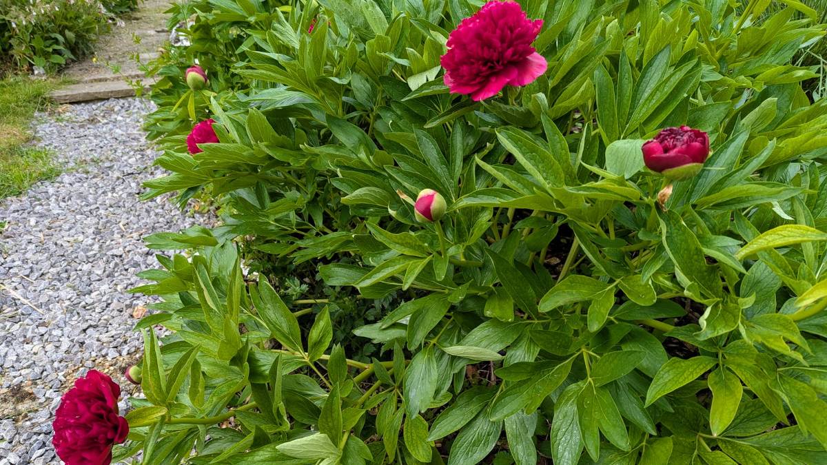 Peonies enjoying the fine spring weather. Posted by Brian Gaze