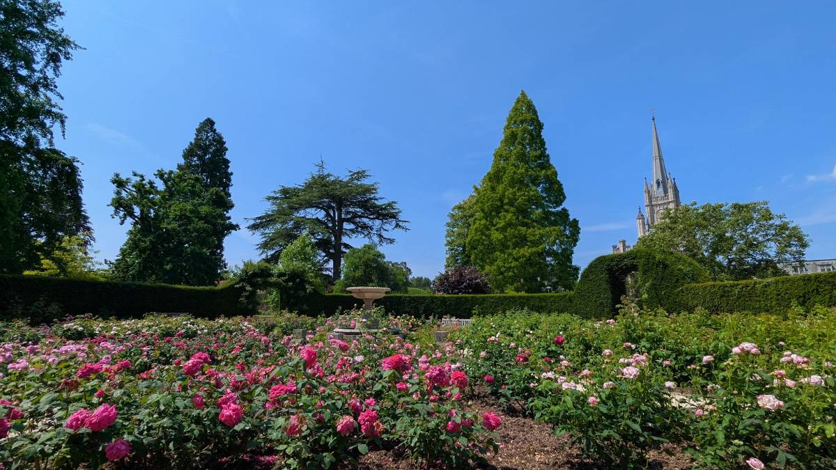 Berkhamsted, Herts, Ashridge rose garden...