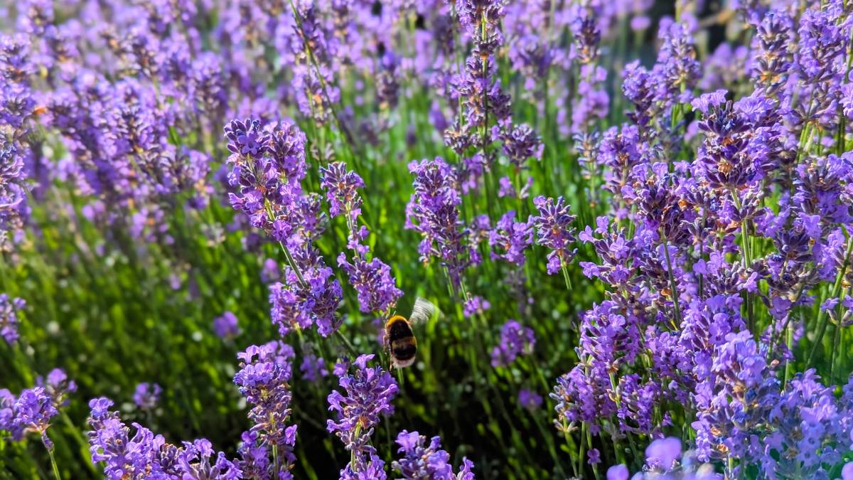 Berkhamsted, Herts, Happy days for the bees...