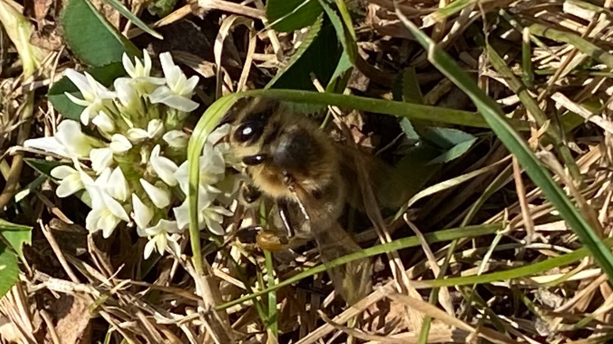 Moulton Chapel, Lincolnshire, Honeybee on clover ...