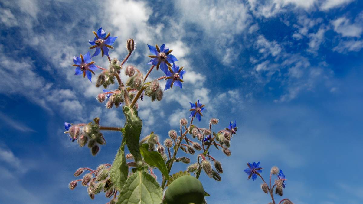, Dorset, Borage...