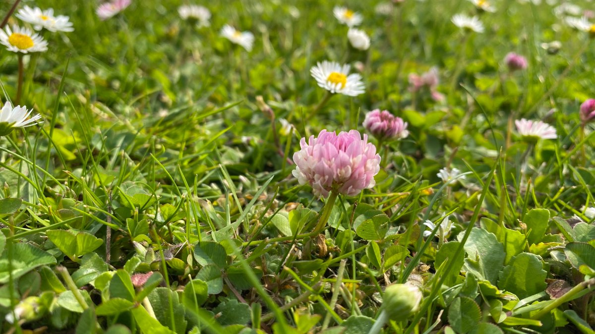 Moulton Chapel, Lincolnshire, The lawn (or meadow)...