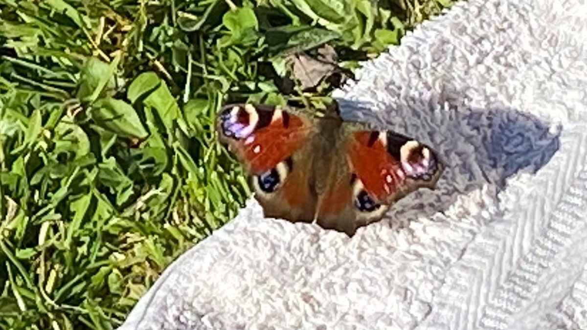 Moulton Chapel, Lincolnshire, When the peacock came to visit ...