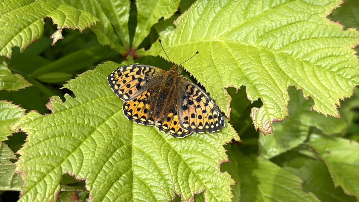 Grantown on Spey, Highlands, A visit from a Fritillary butterfly. ...