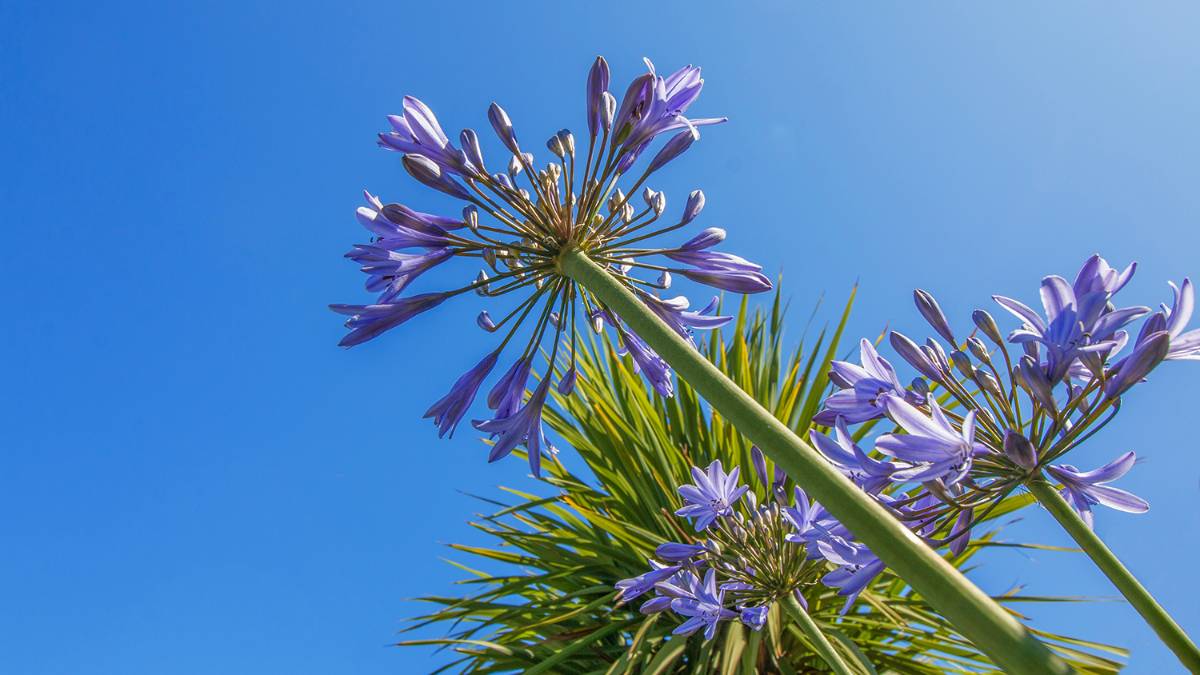 Dorchester, Dorset, Subtropical Summer - Agapanthus & Cordyline...