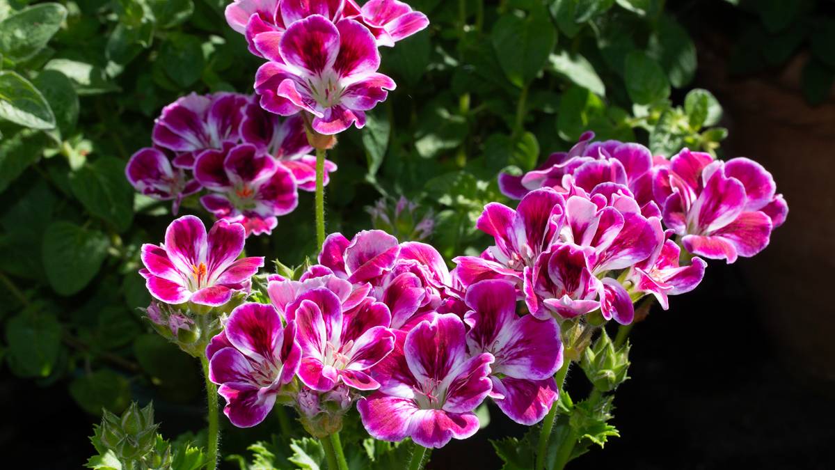 Dorchester, Dorset, Pelargonium 'Caroline'...