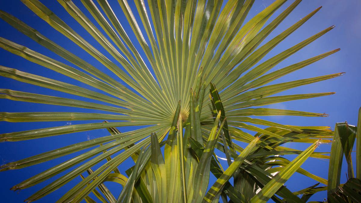 Dorchester, Dorset, Around the Sun - Windmill Palm...