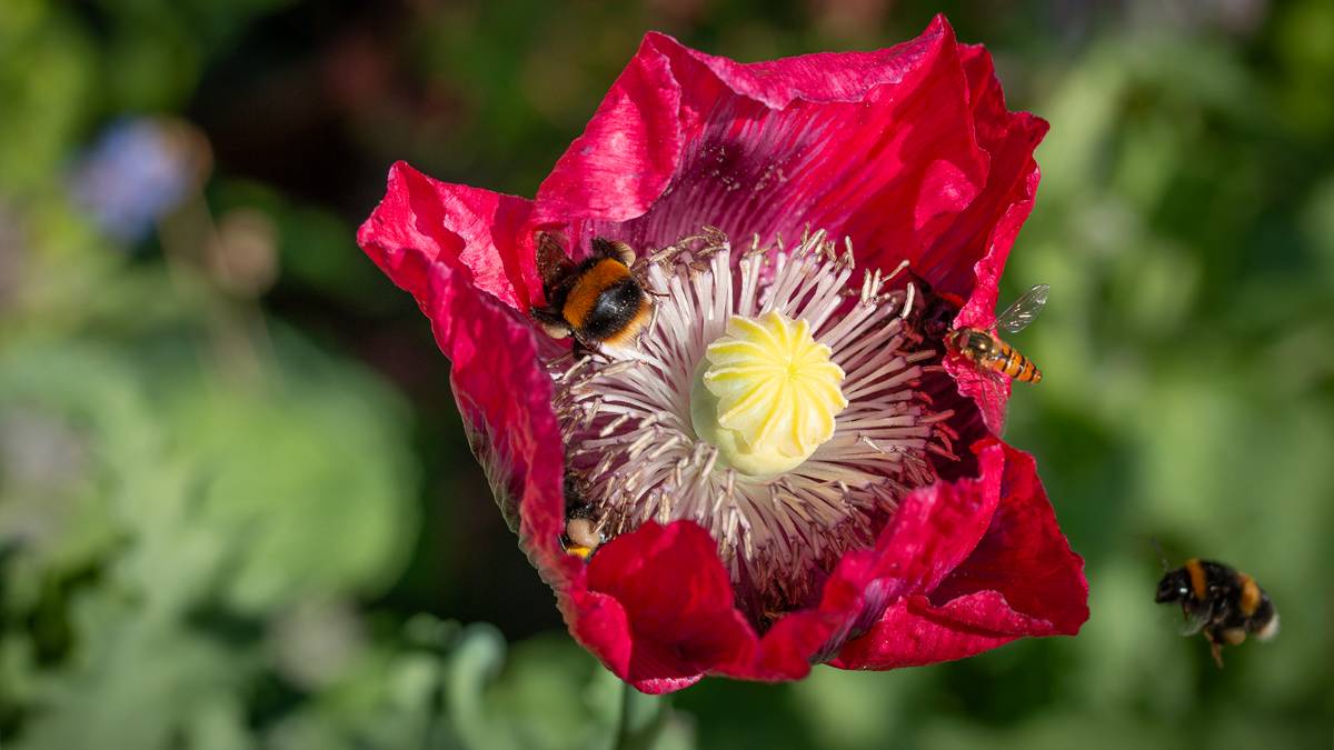 Dorchester, Dorset, Bee Heaven - 
Bumblebees and Hoverfly on Opium Poppy (Papaver somniferum)...