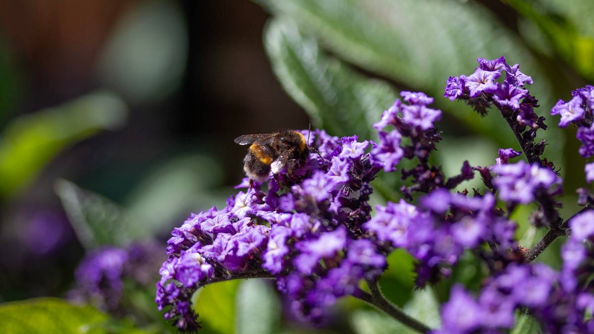 Dorchester, Dorset, Cookery Bumblebee on Heliotrope flowers, Cherry pie plant...
