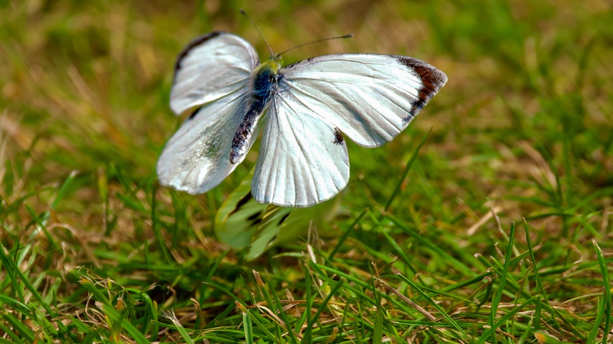 Leek, Staffordshire, Watch your cabbage,cabbage whites mating dance over a rather parched lawn....