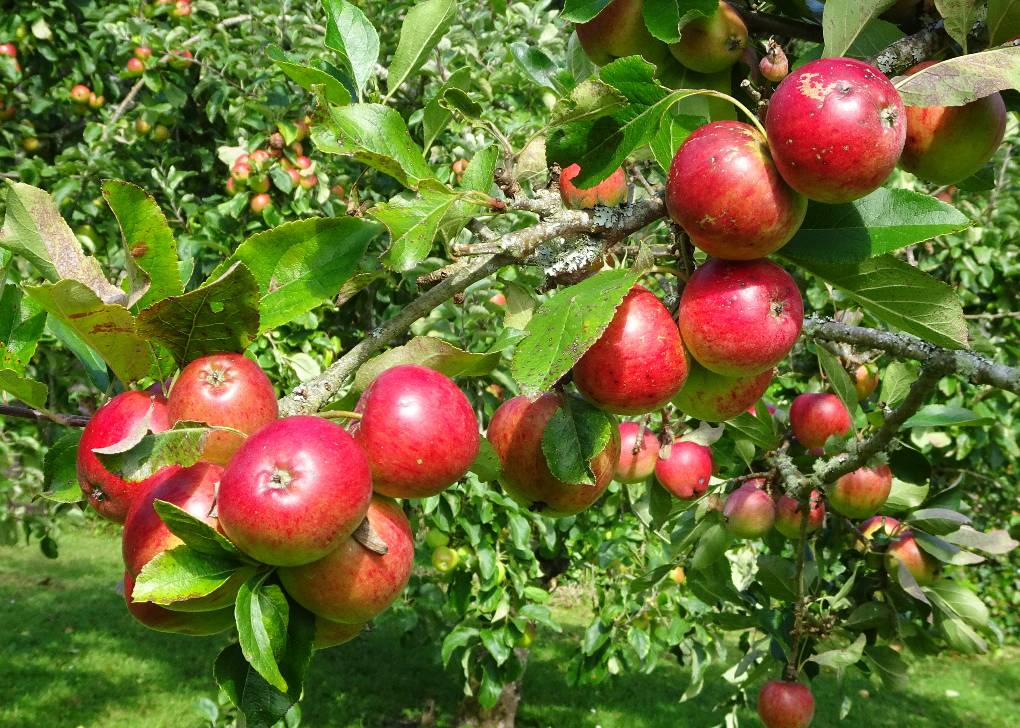 Penzance, W Cornwall, July 30, Apple, Katja, early variety, Trengwainton Garden, NT...