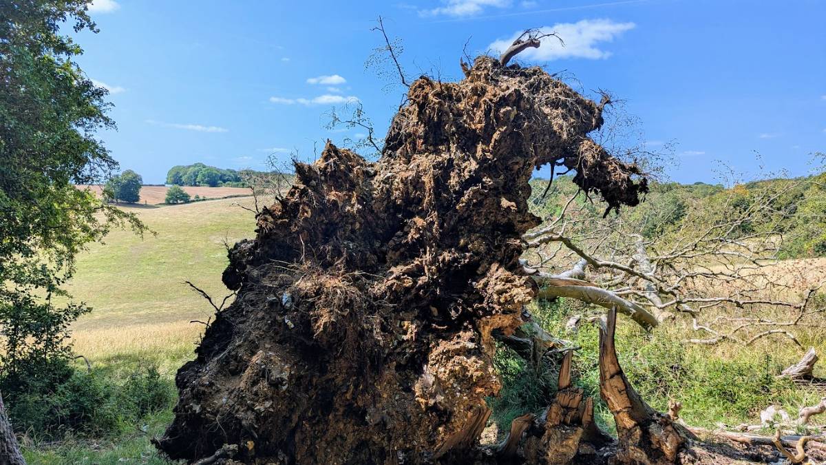 Berkhamsted, , Uprooted tree...