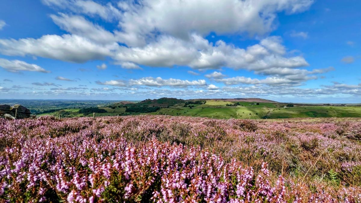 Leek, Staffordshire, Heather in bloom on the Staffordshire Moorlands....