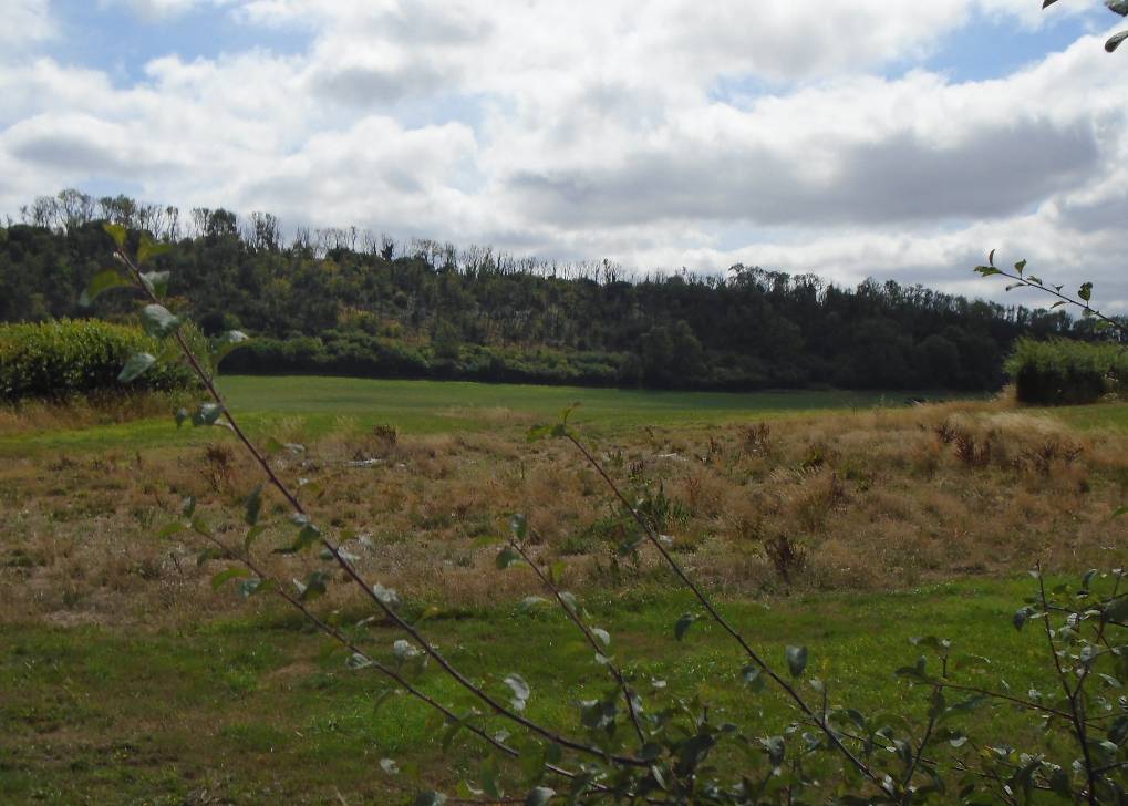 Mere, Wilts, Dead Ash trees along Chalk Scarp, nr Maiden Bradley...