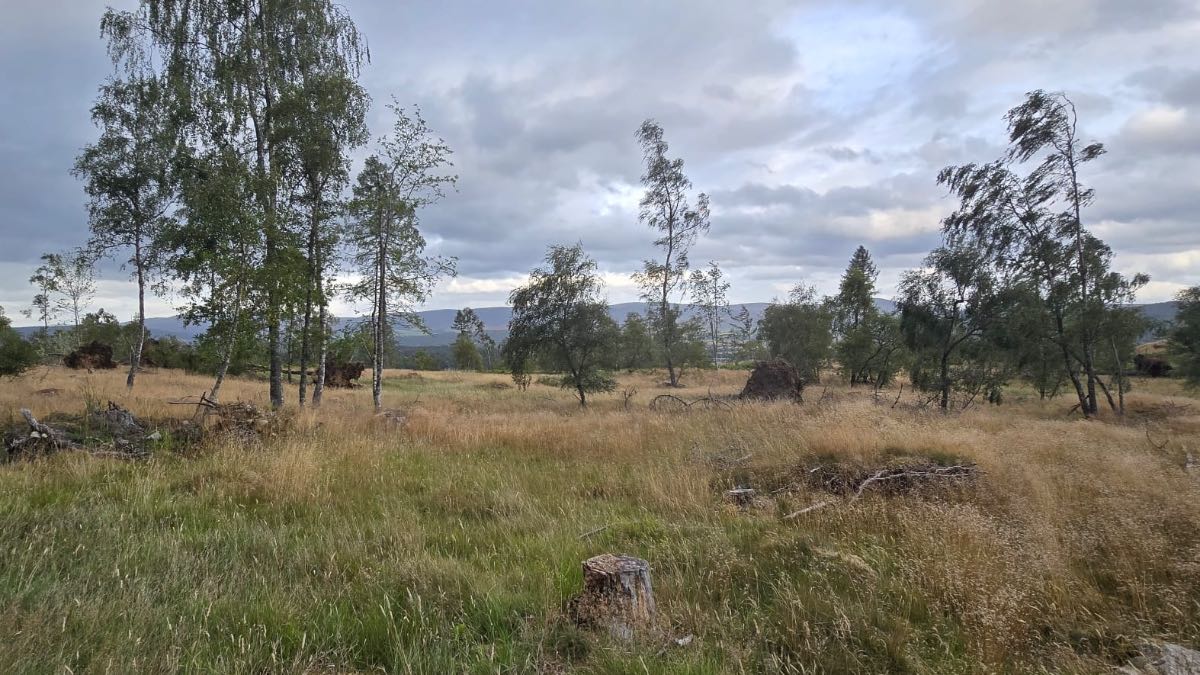 Grantown on Spey, Highlands, A few trees blown over on the moor.  They felled the larch, leaving a few b...