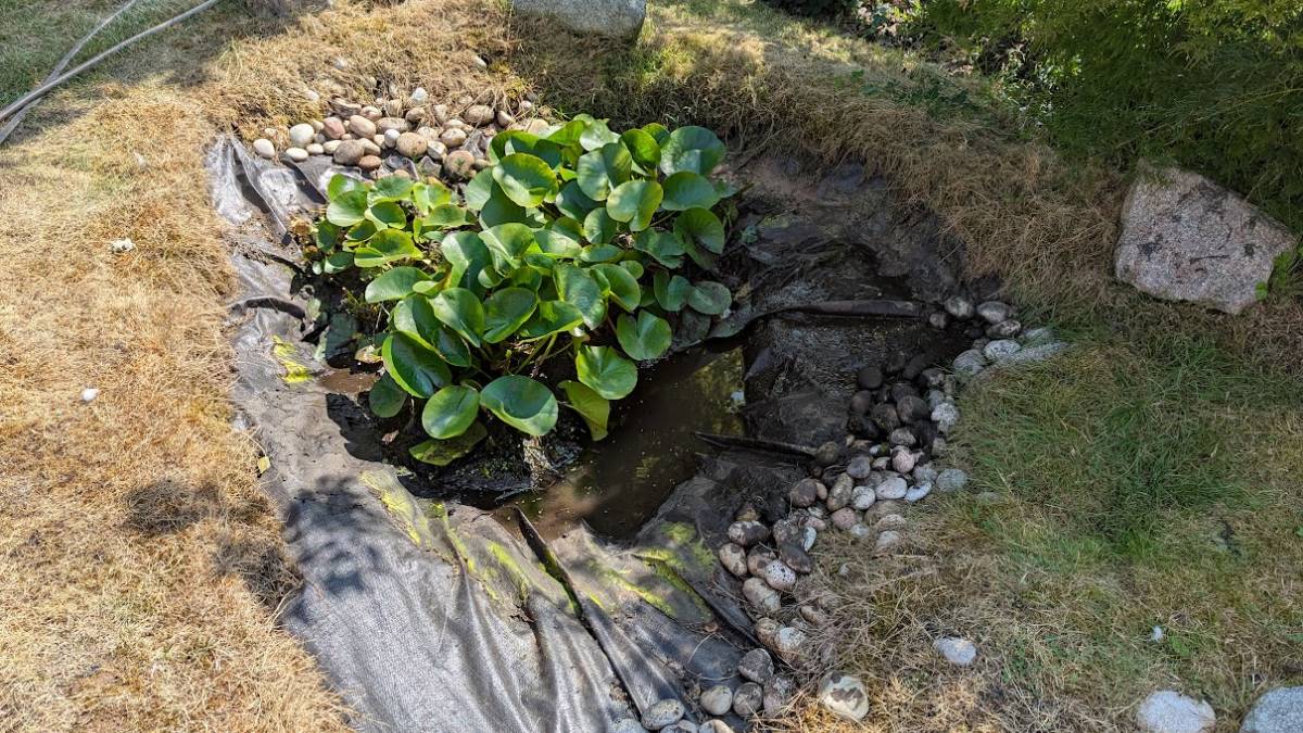 Berkhamsted, Herts, Garden pond now almost completely dry. What a summer!...