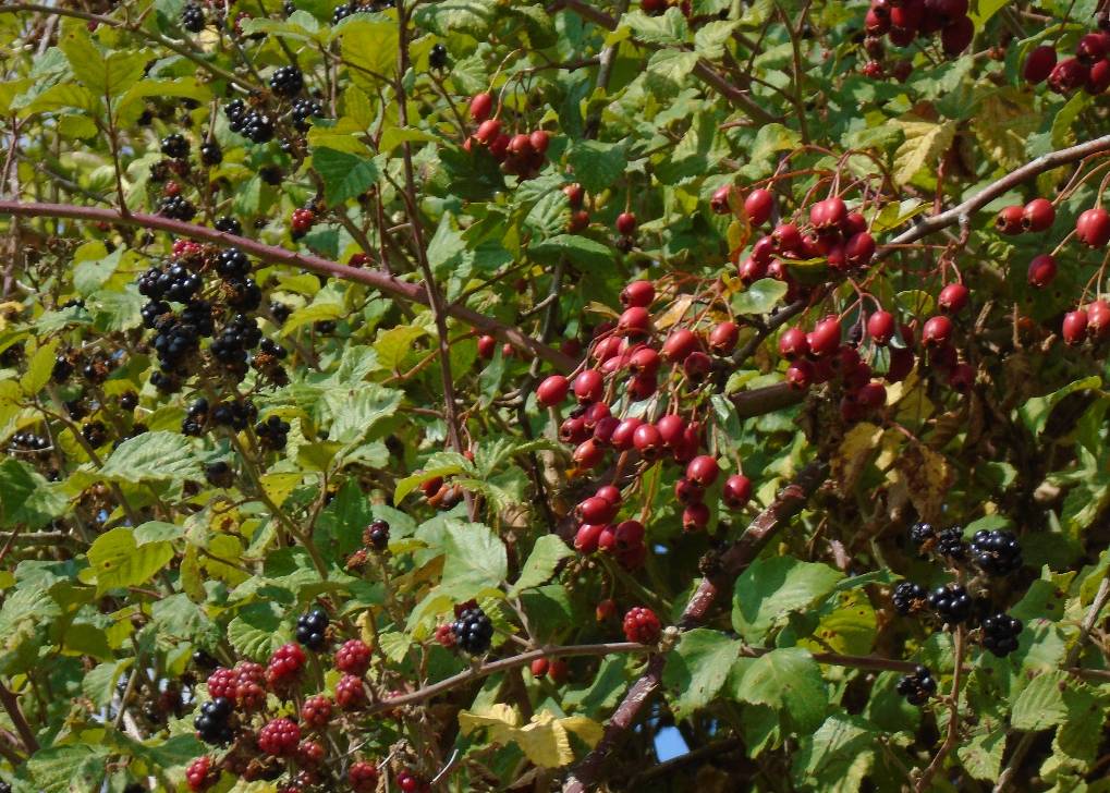 Shillingstone, Dorset, Bramble and Hawthorn...