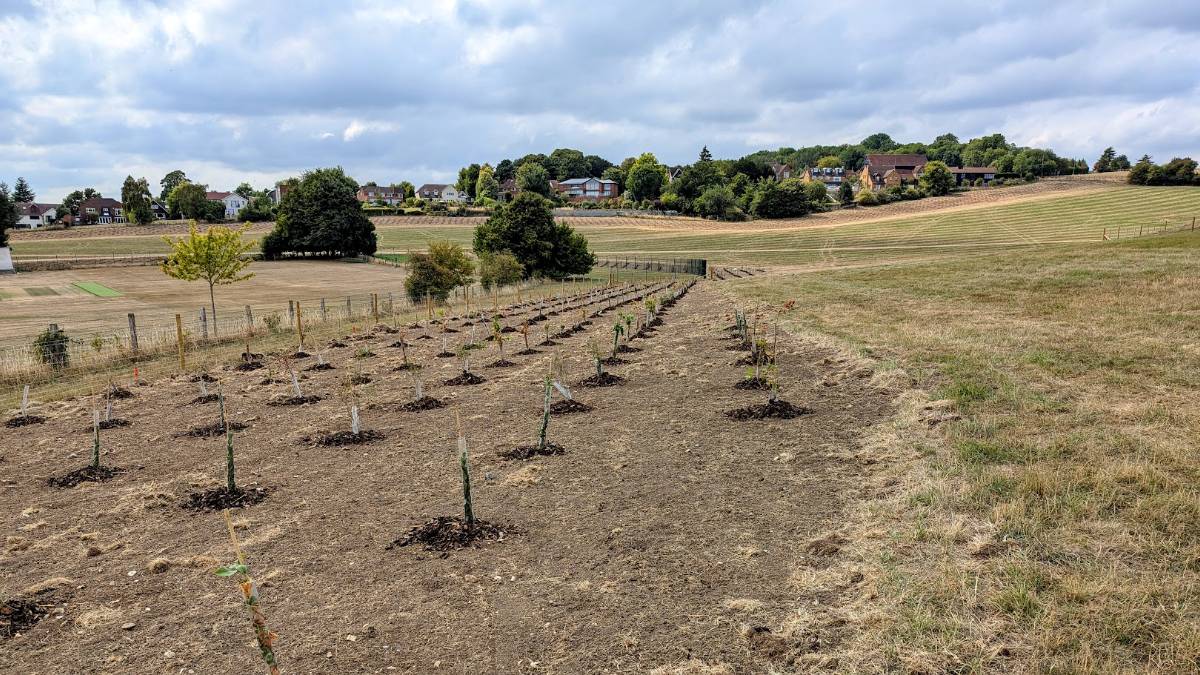 Berkhamsted, , Exceptionally dry late summer conditions in Berkhamsted...