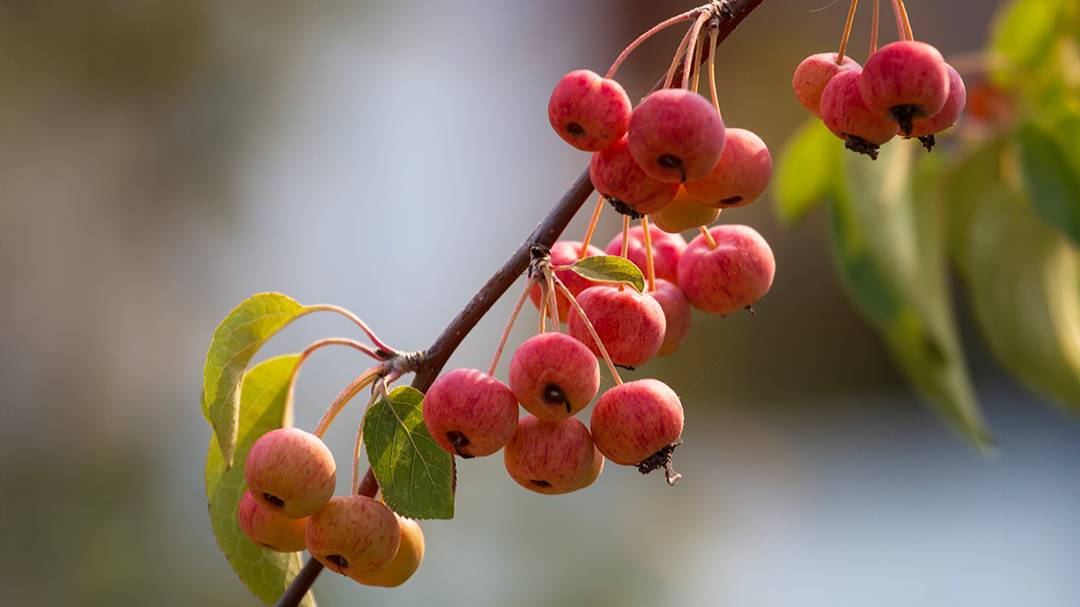 Dorchester, Dorset, Ripe Crab Apples - Evereste...