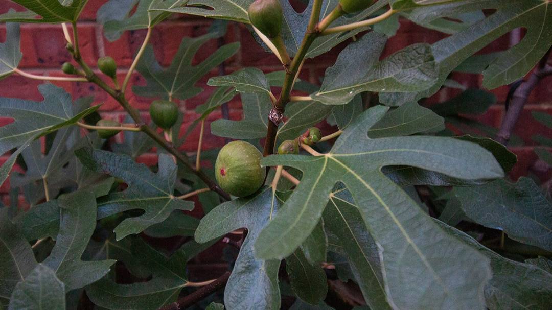 Dorchester, Dorset, Ripening Figs...