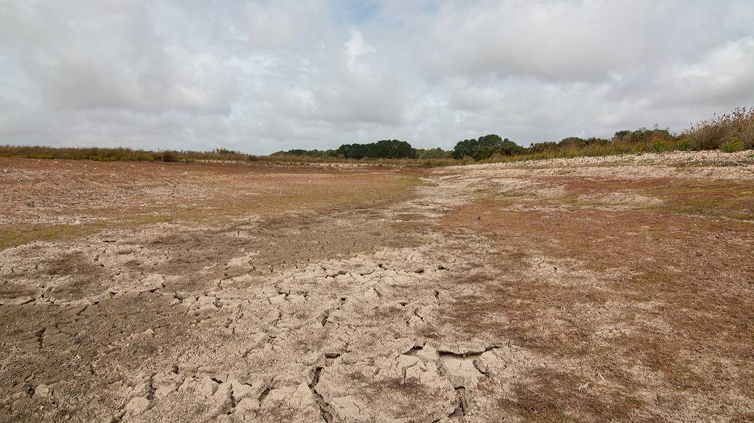Dorchester, Dorset, Historic Drought, Silverlake Estate 26th August 2025...