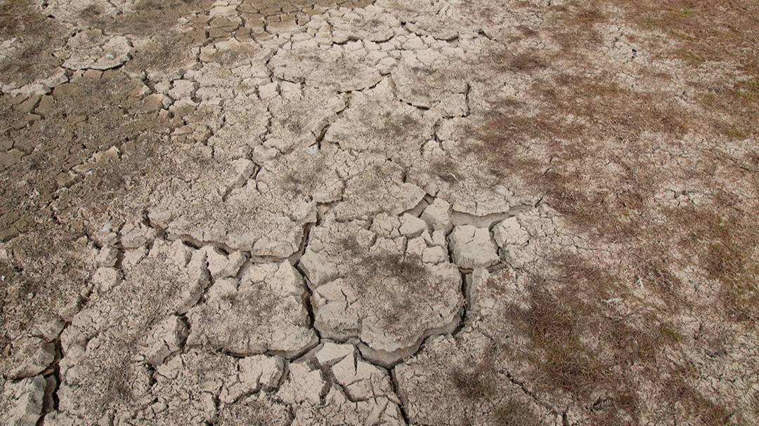 Dorchester, Dorset, Historic Drought, Silverlake Estate 26th August 2025...