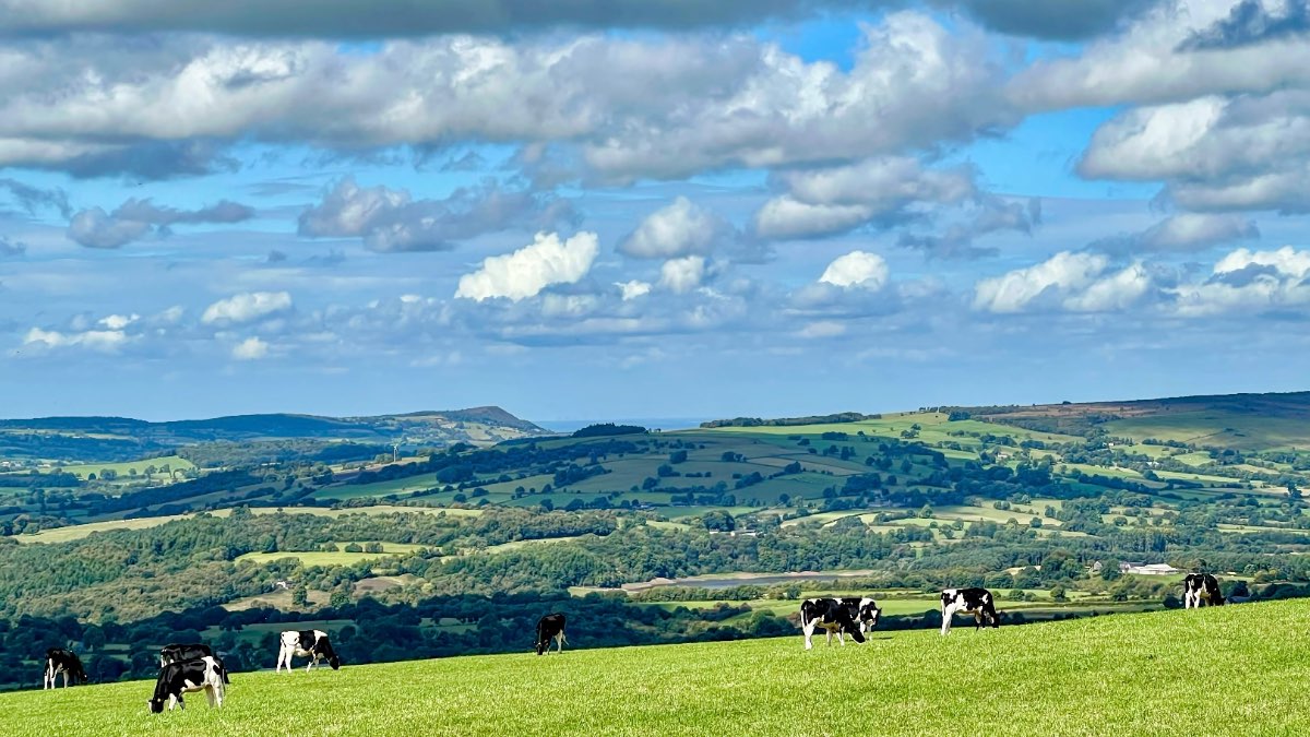 Leek, Staffordshire, Starting to green up again after some heavy downpours in the last week or s...
