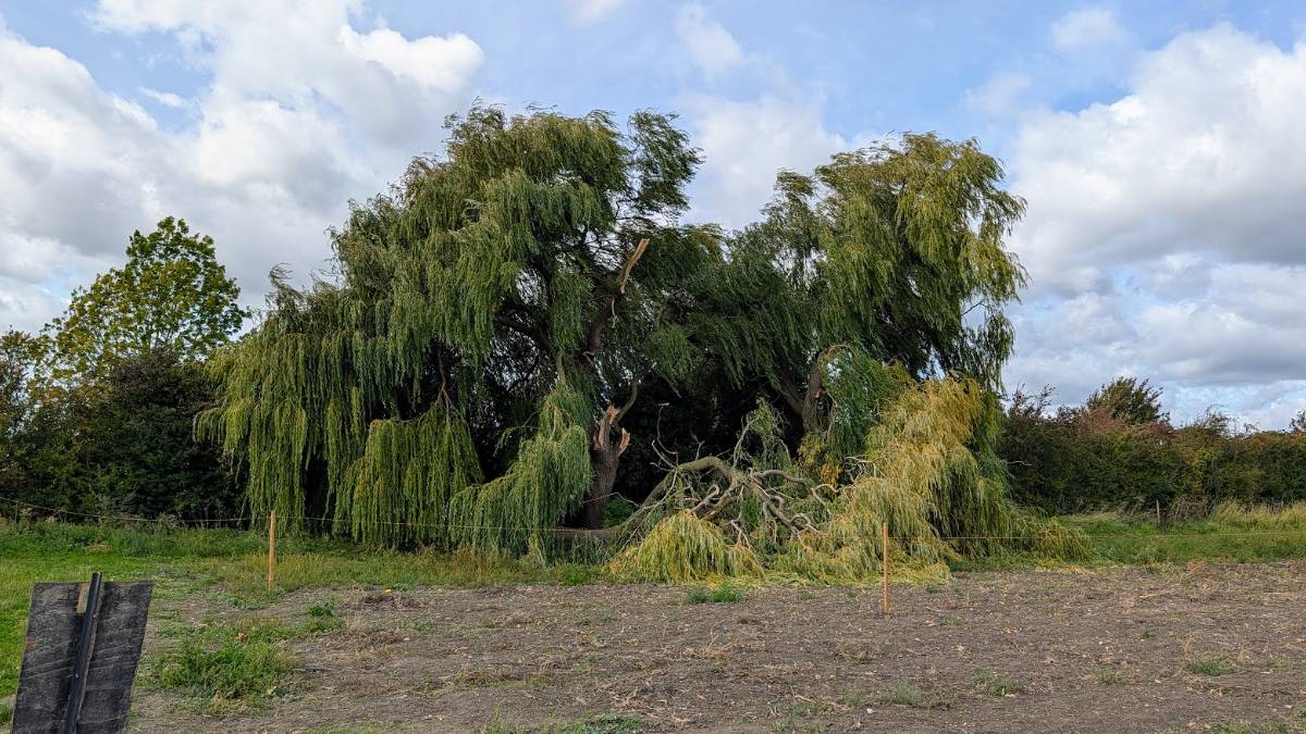 Ivinghoe, Buckinghamshire, Crack willow. Damage from strongs winds in mid September
...