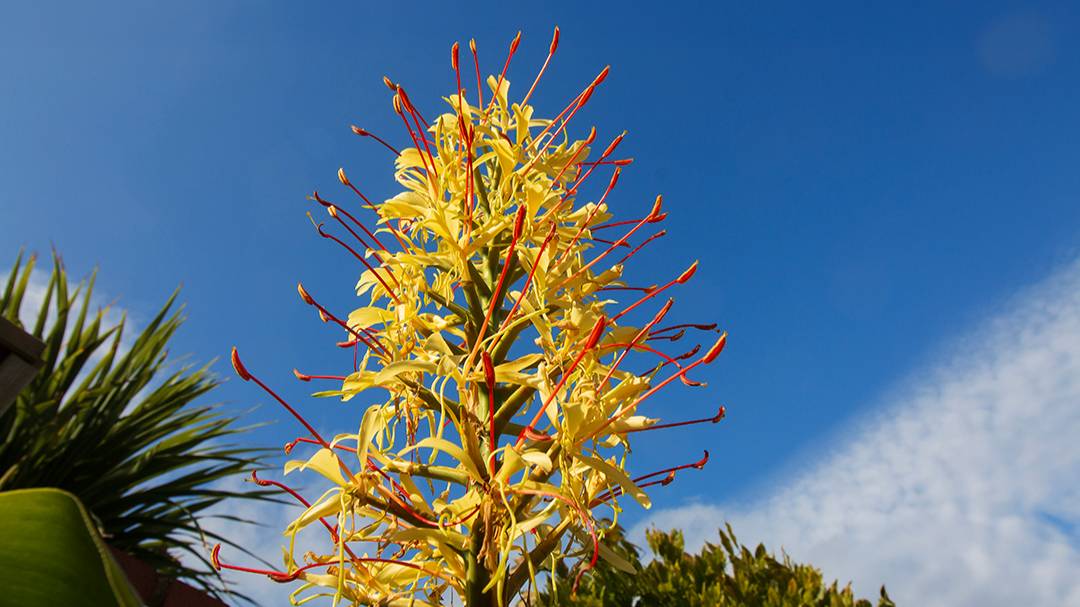 Dorchester, Dorset, Goodbye Summer - Hedychium gardnerianum...