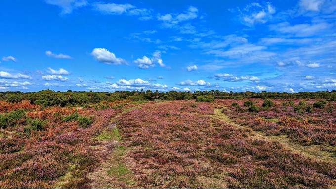 New Forest
Heathers in bloom. Posted by Brian Gaze