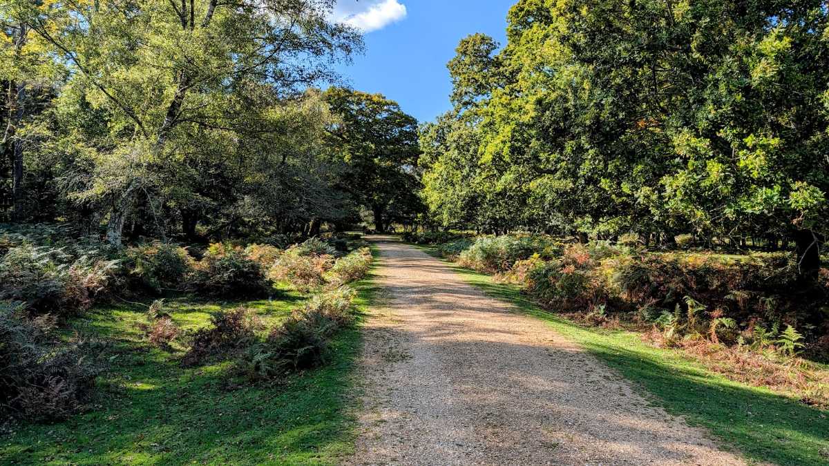 New Forest, Hampshire, Fine autumnal day in the New Forest...