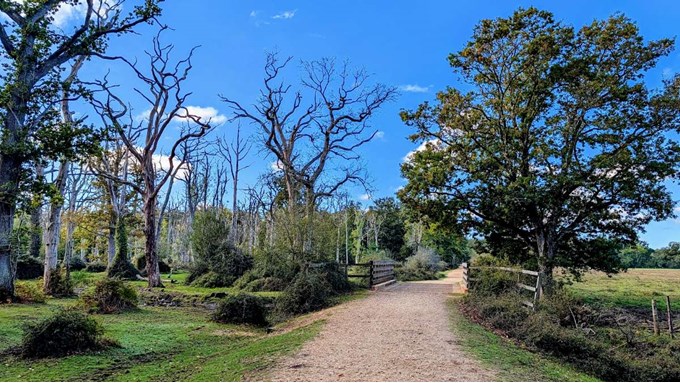 Early autumn in the New Forest. Posted by Brian Gaze