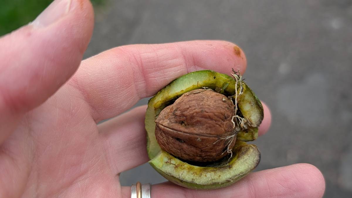 Berkhamsted, Herts, Walnut grown in Berkhamsted...