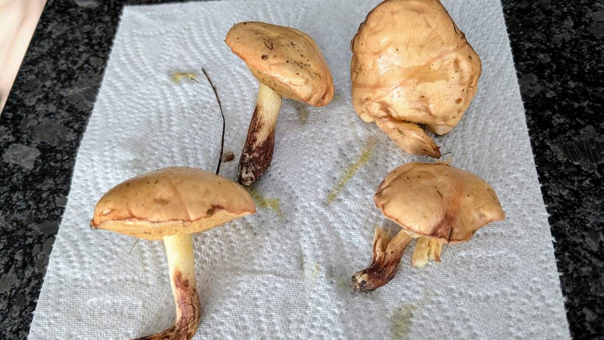 Berkhamsted, Herts, Wild mushrooms...