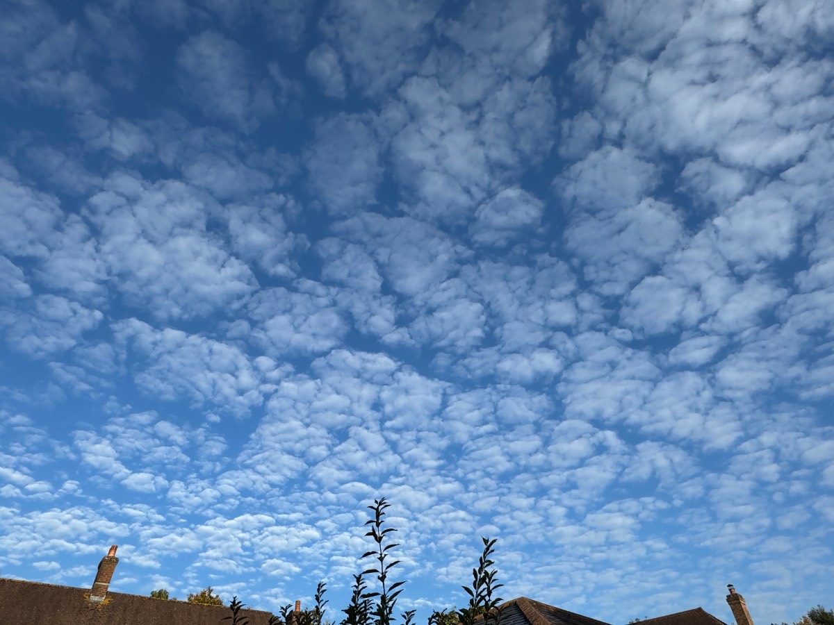 Horsham, West Sussex, Early morning Altocumulus overhead, my garden....