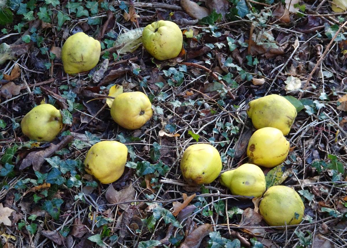 , Wiltshire, After the storm: windfall quinces. A mast year, see also acorns, beechmast,...