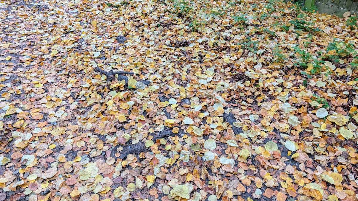 Berkhamsted, Herts, Autumn colours...