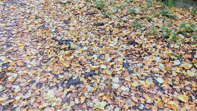 Berkhamsted Autumn colours. Posted by Brian Gaze