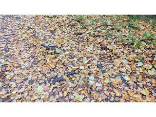 Autumn forecast to be wet and mild
