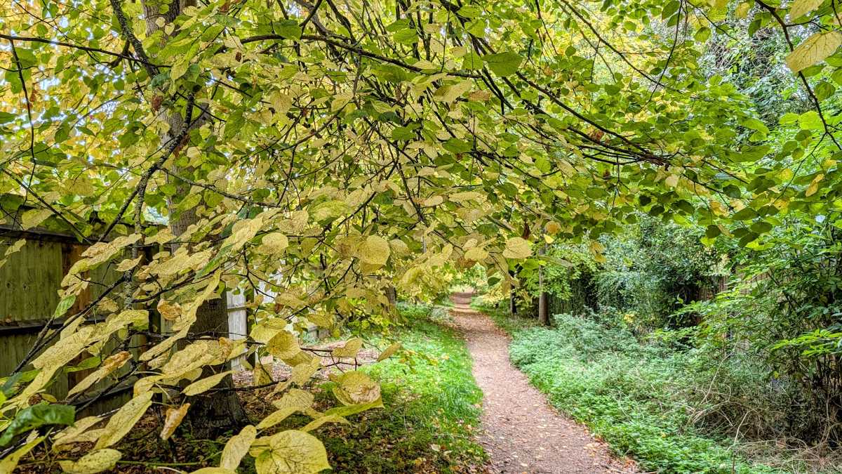 Berkhamsted, Herts, Autumn colours on the 'Gladstone Path' in Berkhamsted...
