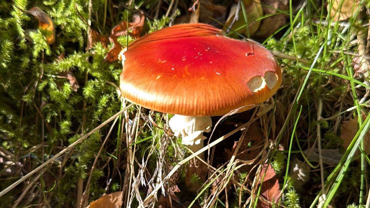 Grantown on Spey, Highlands, Nice wee toadstool, nibbled by a snail?...