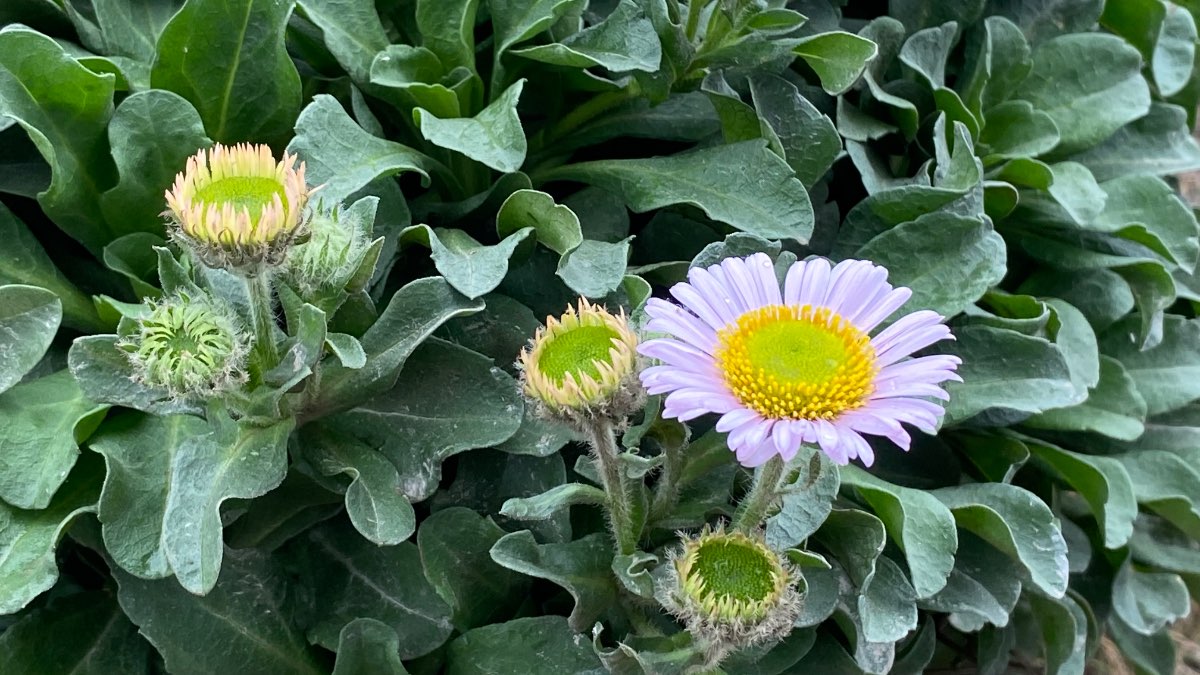 Kynance Cove, Cornwall, Seaside daisy...